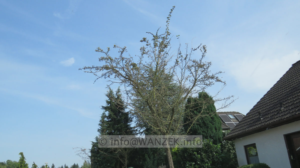 Crataegus laevigata Paul's Scarlet - krank 01.JPG